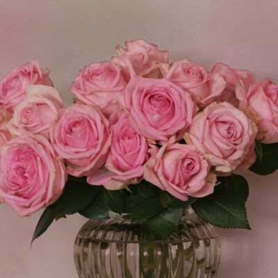 December Birth Flower: Meaning, Symbolism & Care