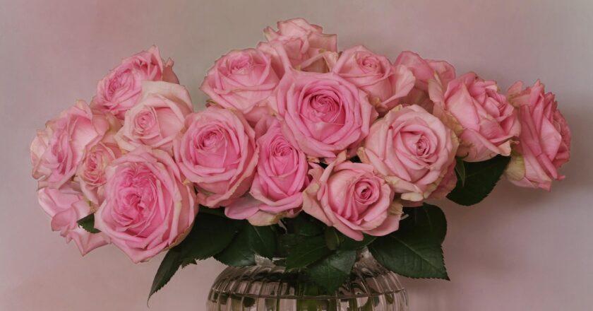 December Birth Flower: Meaning, Symbolism & Care