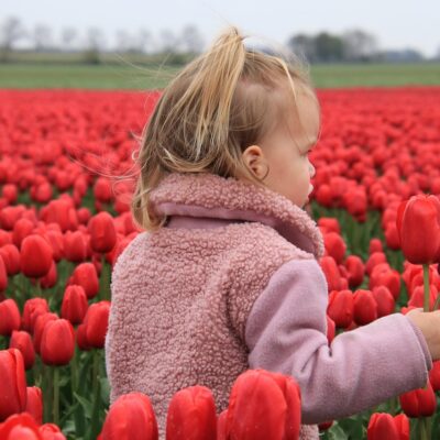 When to Plant Tulip Bulbs: Best Time, Climate & Growing Tips