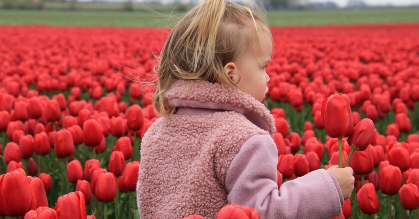 When to Plant Tulip Bulbs: Best Time, Climate & Growing Tips